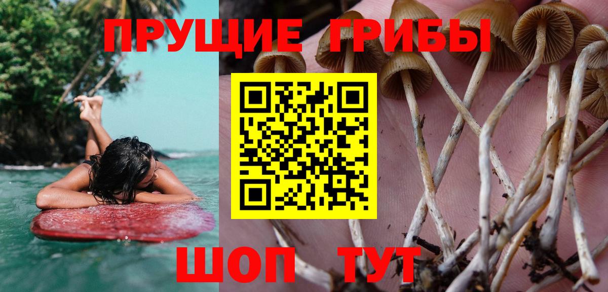 Псилоцибиновые грибы Cubensis  Вход с VPN  Галлюциногенные грибы Psilocybe  Нижний Новгород 